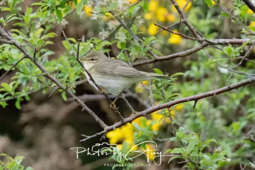 21 April 2025 - West Cumbria, Seascale area. - Willow Warbler