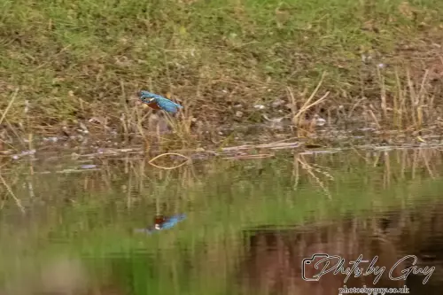 13 Oct 2024 : Parkside, Cleator Moor, Cumbria - Kingfisher 