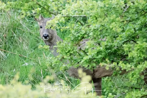 21 April 2025 - West Cumbria, Seascale area. - Roe Deer