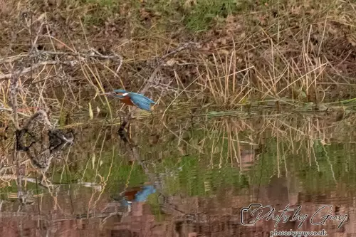 13 Oct 2024 : Parkside, Cleator Moor, Cumbria - Kingfisher 