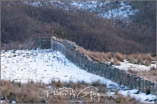  8 January 2025 -Distant Barn Owl, West Cumbria