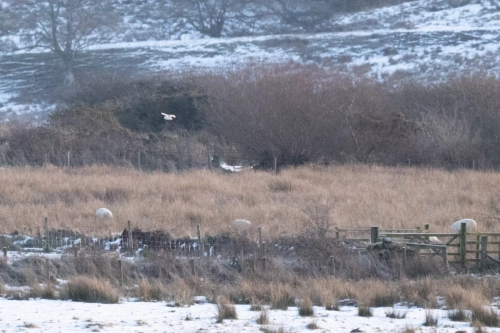  8 January 2025 -Distant Barn Owl, West Cumbria