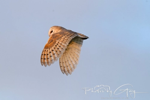 27 Nov 2024 : Cleator, West Cumbria : Barn Owl in flight at dusk