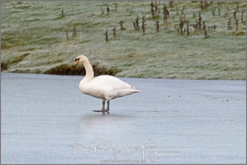  8 January 2025 - Mute Swans on a frozen lake in Parkside, West Cumbria