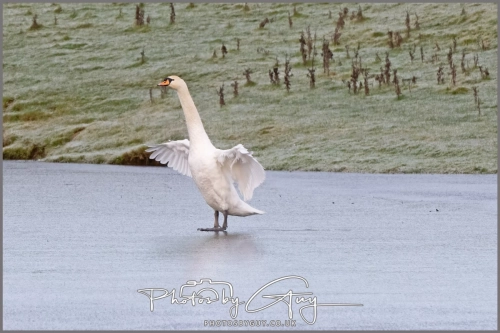  8 January 2025 - Mute Swans on a frozen lake in Parkside, West Cumbria