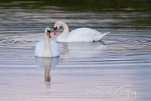 27 Nov 2024 : Cleator, West Cumbria : Mute Swans return to Parkside