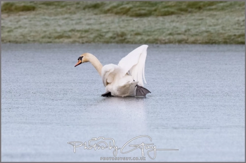  8 January 2025 - Mute Swans on a frozen lake in Parkside, West Cumbria