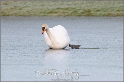  8 January 2025 - Mute Swans on a frozen lake in Parkside, West Cumbria