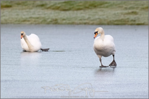  8 January 2025 - Mute Swans on a frozen lake in Parkside, West Cumbria