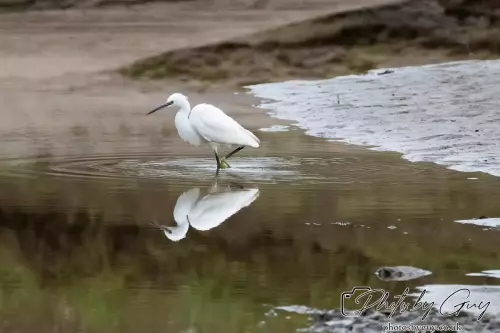 13 Oct 2024 : River Esk, Muncaster, Cumbria : Little Egret