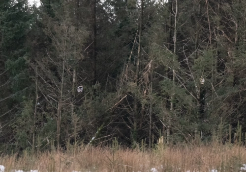  8 January 2025 - Jy in West Cumbria