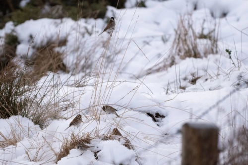  8 January 2025 - Reed Buntings in West Cumbria