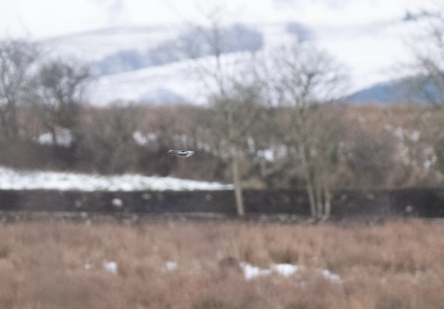  8 January 2025 - Distant Barn Owl in West Cumbria