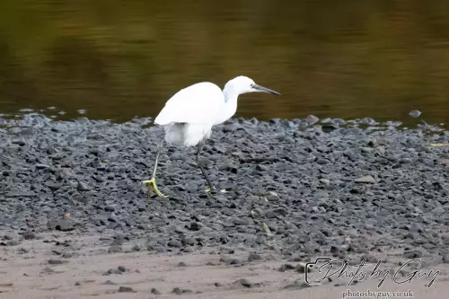 13 Oct 2024 : River Esk, Muncaster, Cumbria : Little Egret