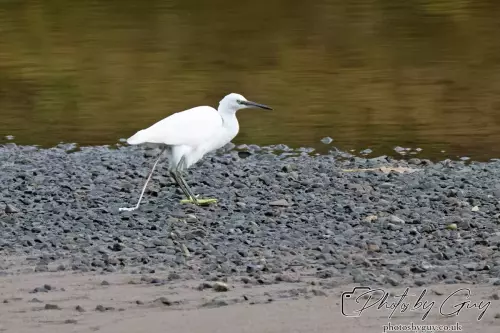 13 Oct 2024 : River Esk, Muncaster, Cumbria : Little Egret