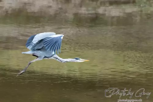 13 Oct 2024 : River Esk, Muncaster, Cumbria : Grey Heron