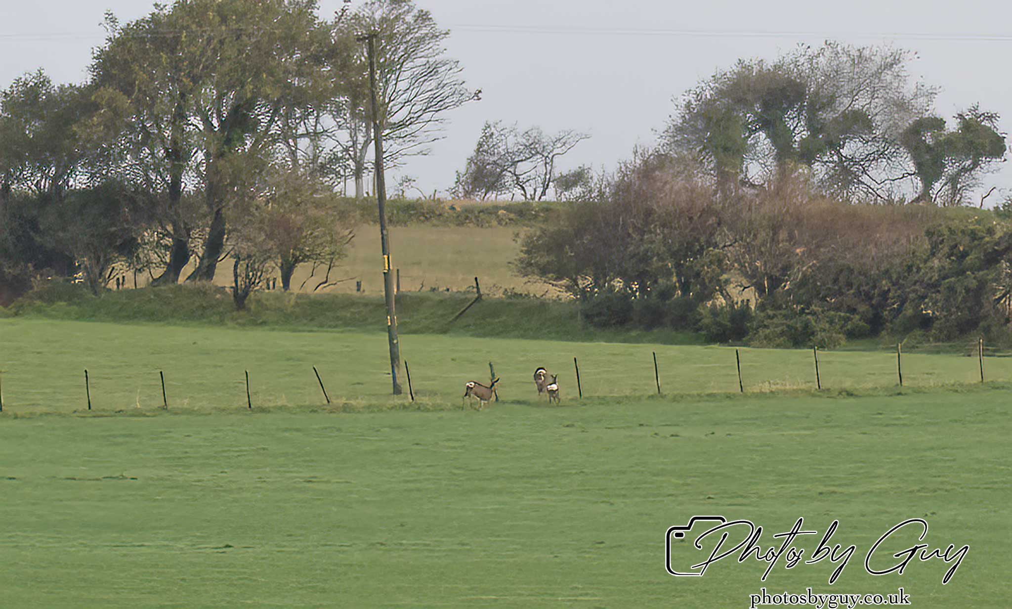 21 Oct 24 : Cumbria :Roe Deer a long way away !