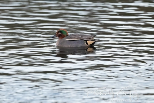 11 Dec 2024: West Cumbria, Teal