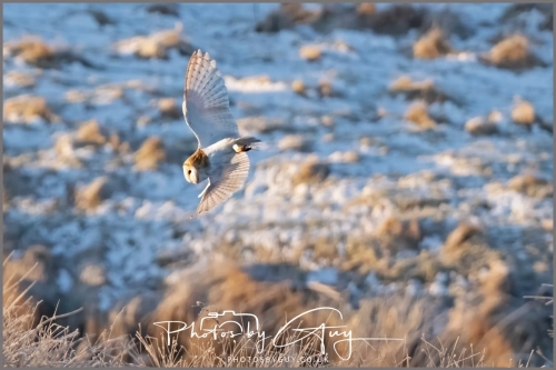 9 January 2025 Barn Owl, Frizzington, West Cumbria