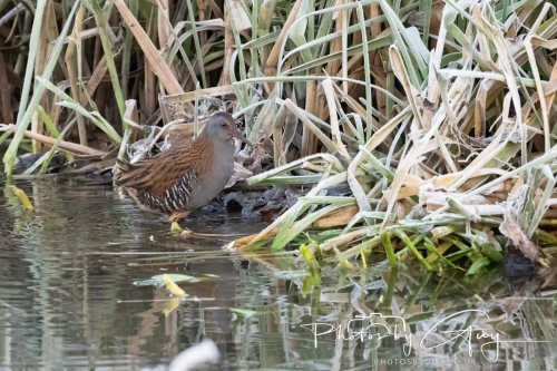 11 Dec 2024: West Cumbria, Water Rail