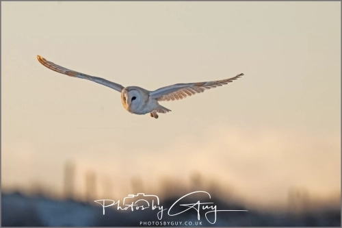 9 January 2025 Barn Owl, Frizzington, West Cumbria