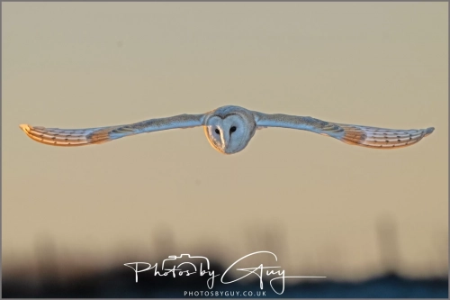 9 January 2025 Barn Owl, Frizzington, West Cumbria