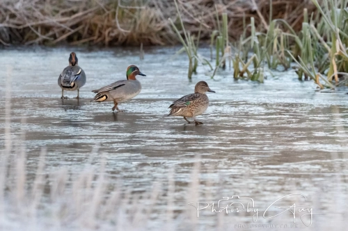 11 Dec 2024: West Cumbria, Teal