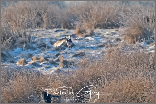 9 January 2025 Barn Owl, Frizzington, West Cumbria