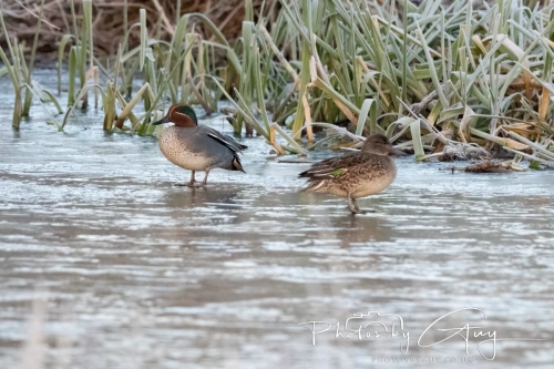 11 Dec 2024: West Cumbria, Teal