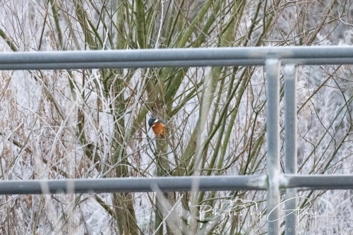 11 Dec 2024: West Cumbria, King Fisher