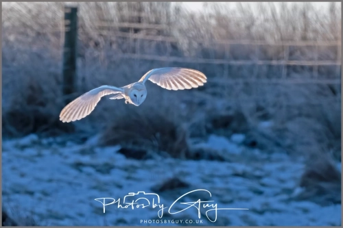 9 January 2025 Barn Owl, Frizzington, West Cumbria