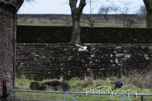 11 Dec 2024: West Cumbria, Barn Owl