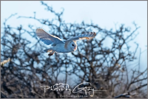 9 January 2025 Barn Owl, Frizzington, West Cumbria