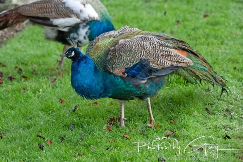 19 December 2024 : West Cumbria : Peacock