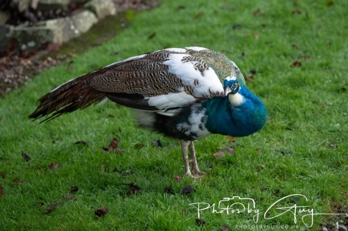 19 December 2024 : West Cumbria : Peacock