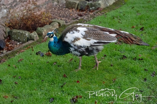 19 December 2024 : West Cumbria : Peacock