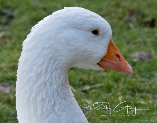 19 December 2024 : West Cumbria : Domestick goose
