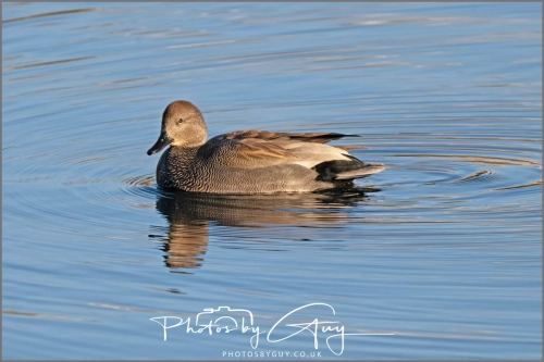 9 January 2025 Gadwall, Cleator, West Cumbria