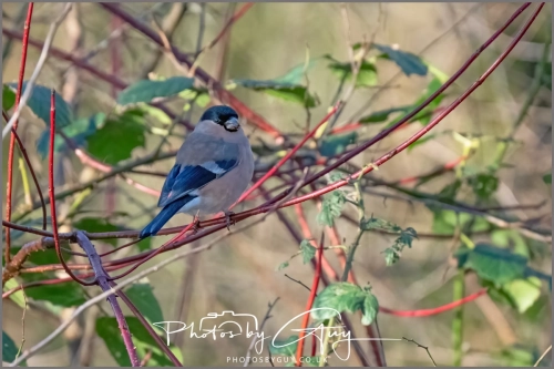 9 January 2025 Bullfinch, Cleator, West Cumbria