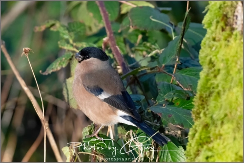 9 January 2025 Bullfinch, Cleator, West Cumbria