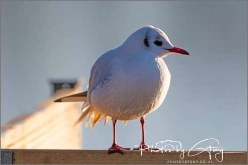 9 January 2025 Black Headed Gull, Frizzington, West Cumbria