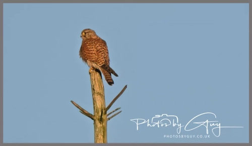 9 January 2025 Kestrel, Frizzington, West Cumbria