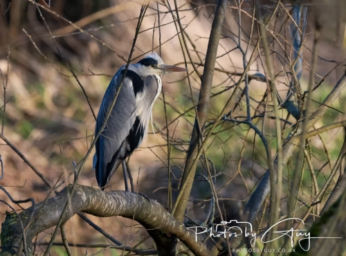 19 December 2024 : West Cumbria : Grey Heron