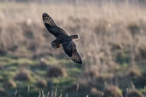 10 Jan 2025 : Short eared Owl, Workington, Cumbria