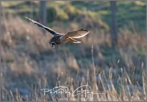 10 Jan 2025 : Short eared Owl, Workington, Cumbria