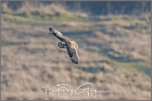 10 Jan 2025 : Short eared Owl, Workington, Cumbria