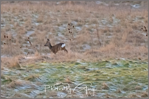 10 January 2025 : Roe Deer, Workington