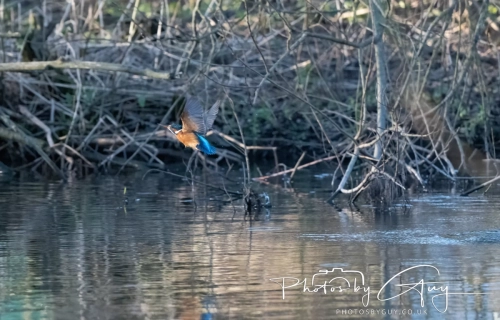 19 December 2024 : West Cumbria : Kingfisher