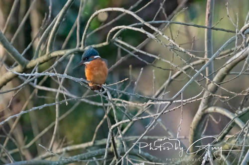 19 December 2024 : West Cumbria : Kingfisher