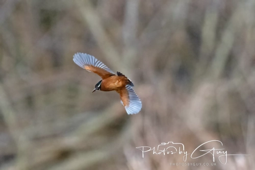 19 December 2024 : West Cumbria : Kingfisher